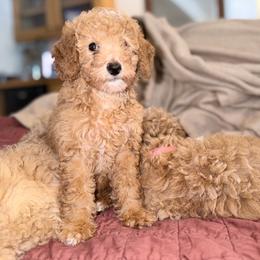 Zorah - Apricot female Goldendoodle puppy in Bentonville, Arkansas from Bentonville Doodles
