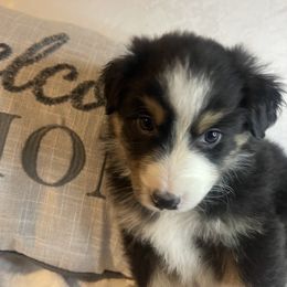Australian Shepherd Puppies from Aussies Lunay