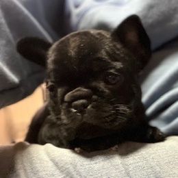 French Bulldog and Labrador Retriever Puppies from Horseman Hilltop Labradors and Jodee's Frenchies