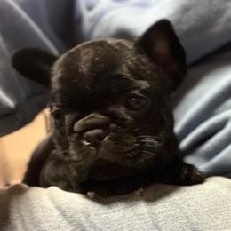 French Bulldog and Labrador Retriever Puppies from Horseman Hilltop Labradors and Jodee's Frenchies