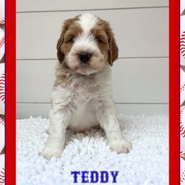 TEDDY - Parti male Goldendoodle puppy in North Conway, New Hampshire from Arbor Grace Doodles
