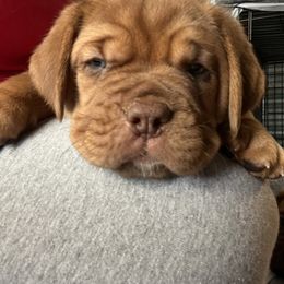 Dogue de Bordeaux Puppies from Rogue Bordeaux