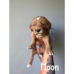 Moon - Red  male Goldendoodle puppy in Smithfield, Kentucky from KBK9 Kennels