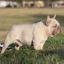 Apex - French Bulldog