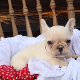 Lemon - Cream female French Bulldog puppy in Hudson, North Carolina from Pawsh Petites