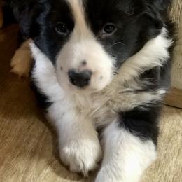 Border Collie Puppies from Cahill’s Canines