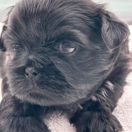 Shih Tzu Puppies from LaDawn’s Little Lions