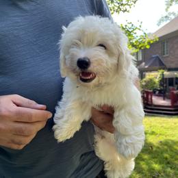 Coton de Tulear Puppies from Smoky Mountains Cotons
