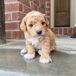 Goldendoodles from Pupoodles