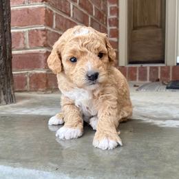 Goldendoodles from Pupoodles
