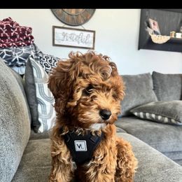 River - Goldendoodle