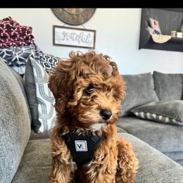 River - Goldendoodle