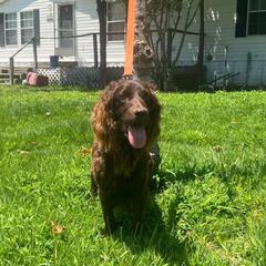 Princess - Boykin Spaniel