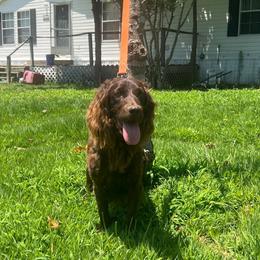 Princess - Boykin Spaniel