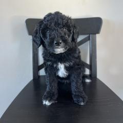 Noodle - White and black male Bordoodle puppy in Valley Center, California from Circle R Valley Bordoodls