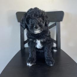 Noodle - White and black male Bordoodle puppy in Valley Center, California from Circle R Valley Bordoodls