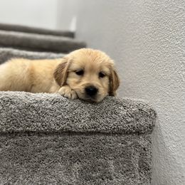 Golden Retriever Puppies from Sultan’s Goldens