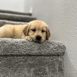 Golden Retriever Puppies from Sultan’s Goldens