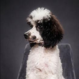 Tokyo - Parti male Poodle puppy in Cypress Inn, Tennessee from Nine Pines Poodles