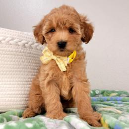 Audrey - Apricot female Goldendoodle puppy in Temecula, California from Oodles O'Doodles