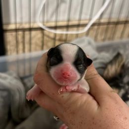 Pumpkin - Black and white male Chihuahua puppy in Austin, Indiana from Dog Bones N Harmony