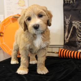 Purple collar Pima - Apricot female Australian Labradoodle puppy in Provo, Utah from EllsWORTH Labradoodles LLC