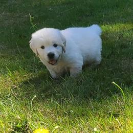 Australian Shepherd, Golden Retriever, and Mastiff Puppies from Barking Creek Ranch