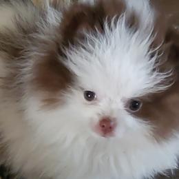 Pomeranian Puppies from Bluebonnet Pomeranians