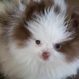 Pomeranian Puppies from Bluebonnet Pomeranians