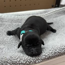 Teal - Black female Labrador Retriever puppy in Derby, Kansas from Wheatland Retrievers