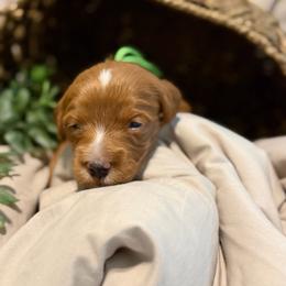 Magnolia - Red  female Goldendoodle puppy in Nashville, Tennessee from Tumbling Creek GoldenDoodles