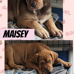 Maisey - Chocolate female Great Dane puppy in Wellsville, New York from Prophecy Danes