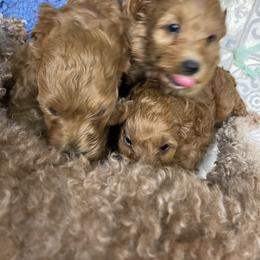 Goldendoodle Puppies from Coal Country Doodles