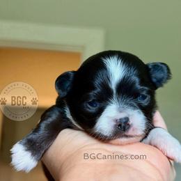 Joker - Black and white male Chihuahua puppy in Forsyth, Georgia from Brooks Grove Canines LLC