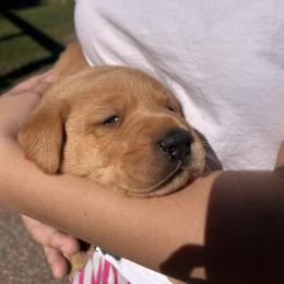 White - Yellow female Labrador Retriever puppy in Oklahoma City, Oklahoma from H & H Retrievers