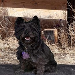 Cairn Terriers from Scotch Broom