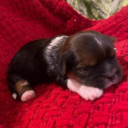 Rose - Sable and white female Shih Tzu puppy in Lexington, North Carolina from SCS Shih Tzus
