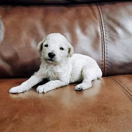 Boris Pure Poodle - Cream male Cavapoo puppy in Waco, Texas from Good Shepherd Homestead