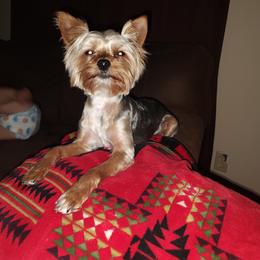 Yorkshire Terrier All Grown Up from Carney Kennels
