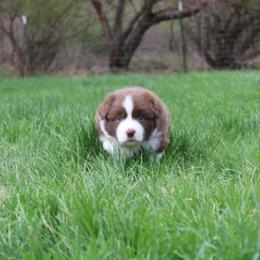 Australian Shepherd Puppies from Starlit Grove Australian Shepherds