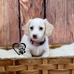Luna - Cream female Dachshund puppy in Nashville, Arkansas from Cuddles n Curls