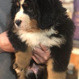 Bernese Mountain Dog Puppies from Humble Hearts Bernese