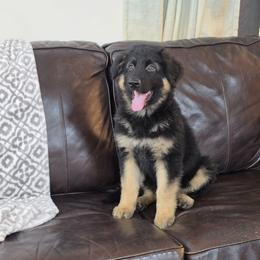 Yellow Collar - Black and tan female German Shepherd puppy in Louisville, Ohio from Crooked River German Shepherds