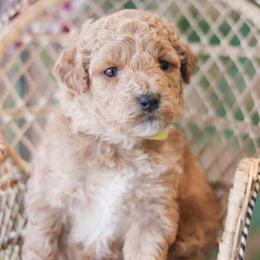 Bingo - Red female Bernedoodle puppy in Crete, Nebraska from Doodles & Co