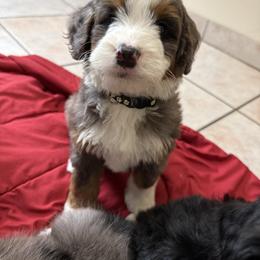 Bernedoodle and Goldendoodle Puppies from Country Hills Doodles