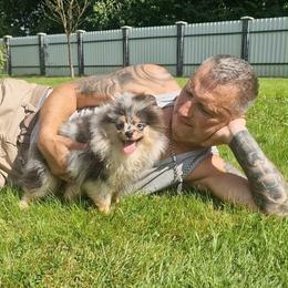 Millie - Blue merle female Pomeranian puppy in Salem, Oregon from PNW Dynasty Poms
