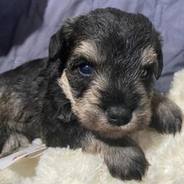Chuck -Black ( 7. Tiny salt and pepper male) - Salt and pepper male Miniature Schnauzer puppy in Ravensdale, Washington from Serenity Schnauzers