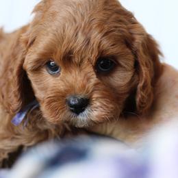 Daisy - Red female Cavapoo puppy in Springtown, Texas from North Texas Puppies