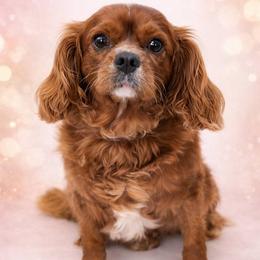 Red Foster Family wanted - Ruby male Cavalier King Charles Spaniel puppy in Mesa, Arizona from Comfort Royalty Cavaliers
