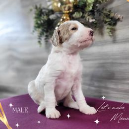 Poodle Puppies from Athena Smiles Standard Poodles